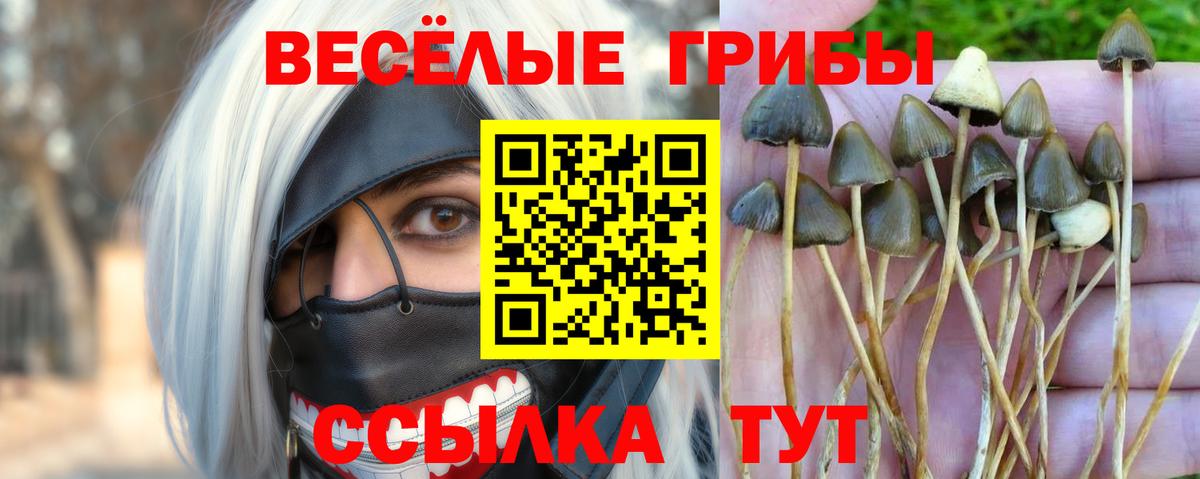 Псилоцибиновые грибы GOLDEN TEACHER Куйбышев